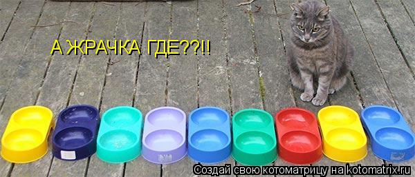 Котоматрица: А ЖРАЧКА ГДЕ??!!