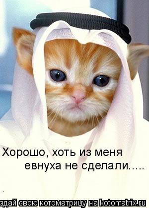 Котоматрица: Хорошо, хоть из меня евнуха не сделали.....