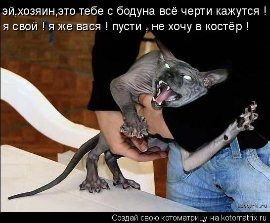 Котоматрица: эй,хозяин,это тебе с бодуна всё черти кажутся ! я свой ! я же вася ! пусти , не хочу в костёр !