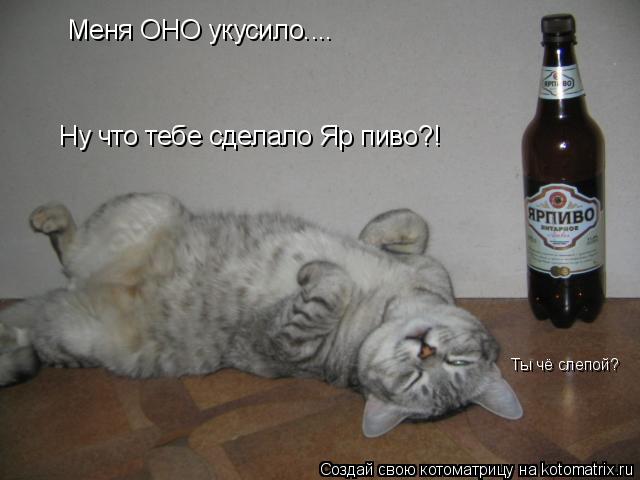 Котоматрица: Меня ОНО укусило.... Ну что тебе сделало Яр пиво?! Ты чё слепой?