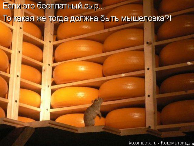 Котоматрица: Если это бесплатный сыр... То какая же тогда должна быть мышеловка?!