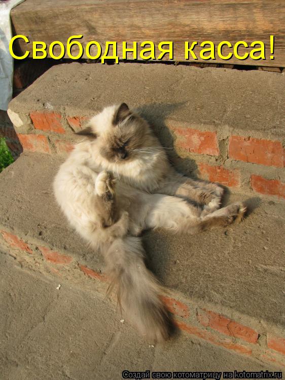 Котоматрица: Свободная касса!