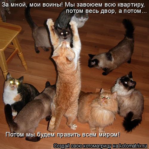 Котоматрица: За мной, мои воины! Мы завоюем всю квартиру, потом весь двор, а потом... Потом мы будем править всем миром!