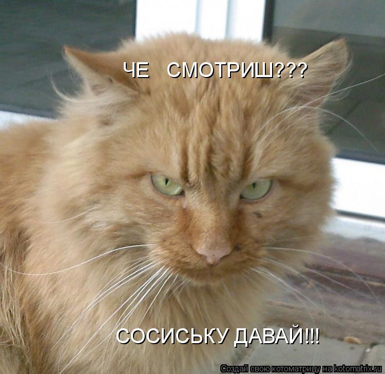 Котоматрица: ЧЕ   СМОТРИШ???  СОСИСЬКУ ДАВАЙ!!!