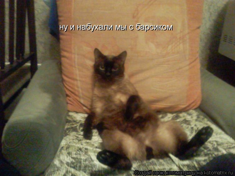 Котоматрица: ну и набухали мы с барсиком