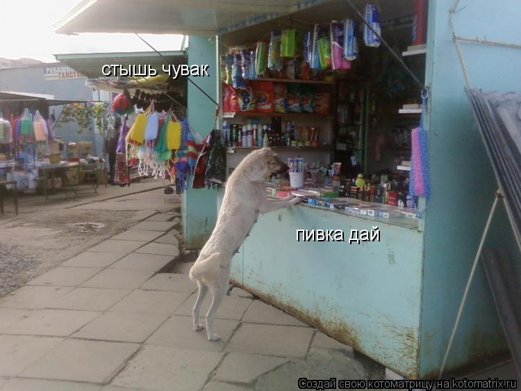 Котоматрица: стышь чувак пивка дай