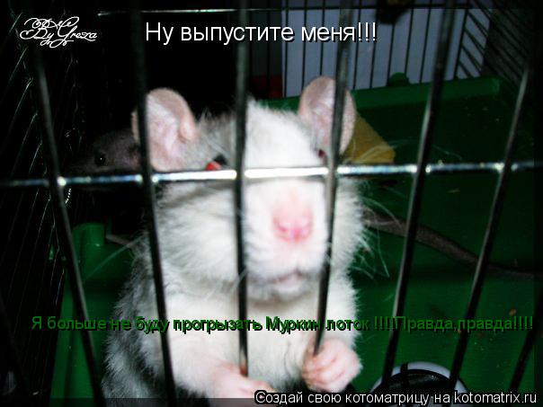 Котоматрица: Ну выпустите меня!!! Я больше не буду прогрызать Муркин лоток !!!!Правда,правда!!!!