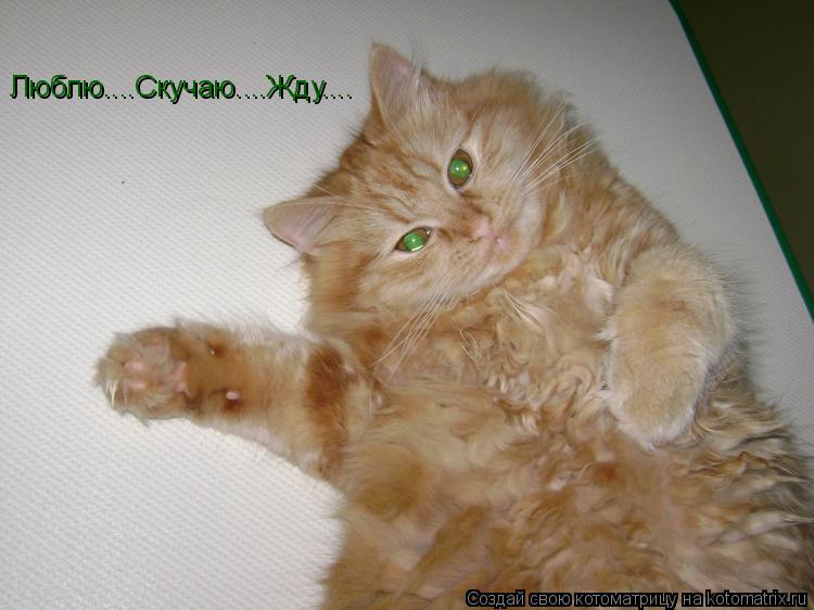 Котоматрица: Люблю....Скучаю....Жду....