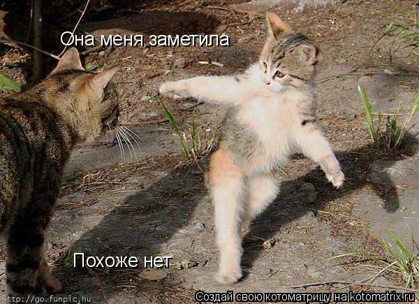 Она меня заметила Похоже нет... Котоматрица: Она меня заметила Похоже нет