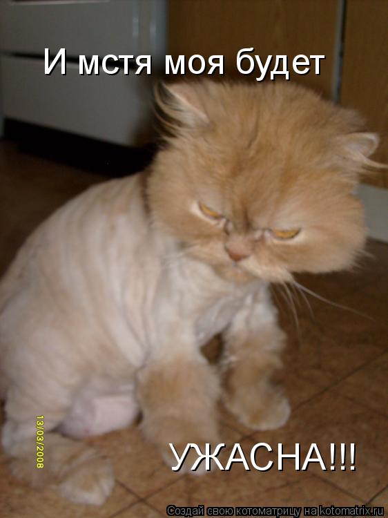 И мстя моя будет УЖАСНА!!!... Котоматрица: И мстя моя будет УЖАСНА!!!
