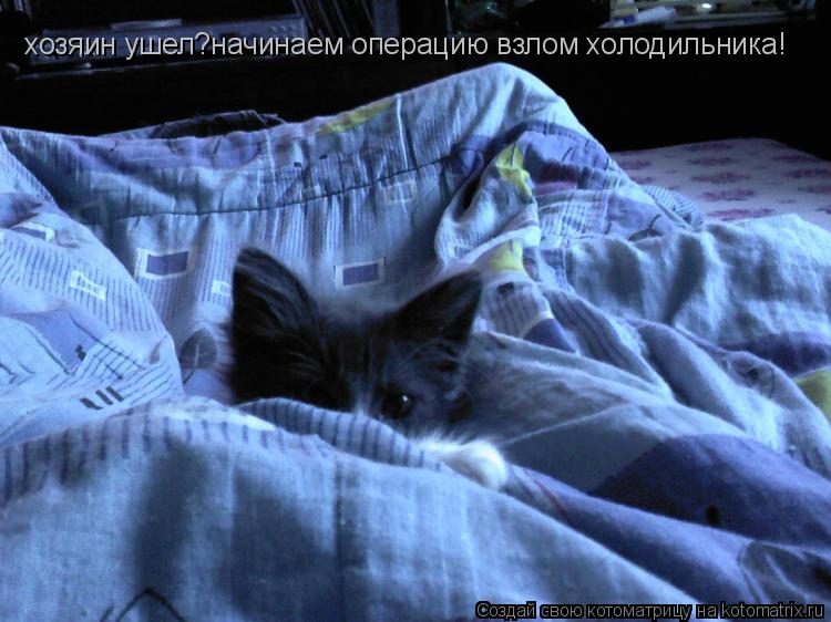хозяин ушел?начинаем операцию взлом холодильника!... Котоматрица: хозяин ушел?начинаем операцию взлом холодильника!