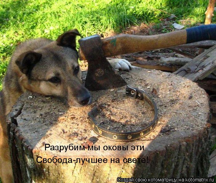 Разрубим мы оковы эти Свобода-лучшее на свете!... Котоматрица: Разрубим мы оковы эти Свобода-лучшее на свете!