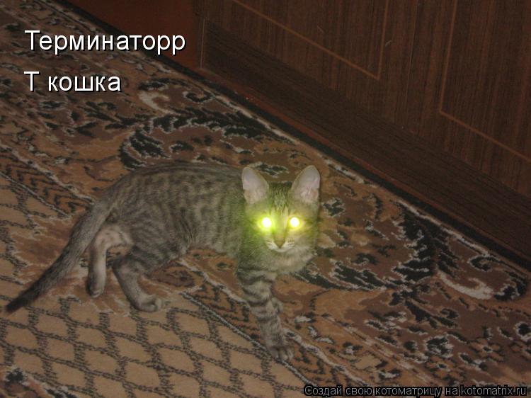 Терминаторр Т кошка... Котоматрица: Терминаторр Т кошка