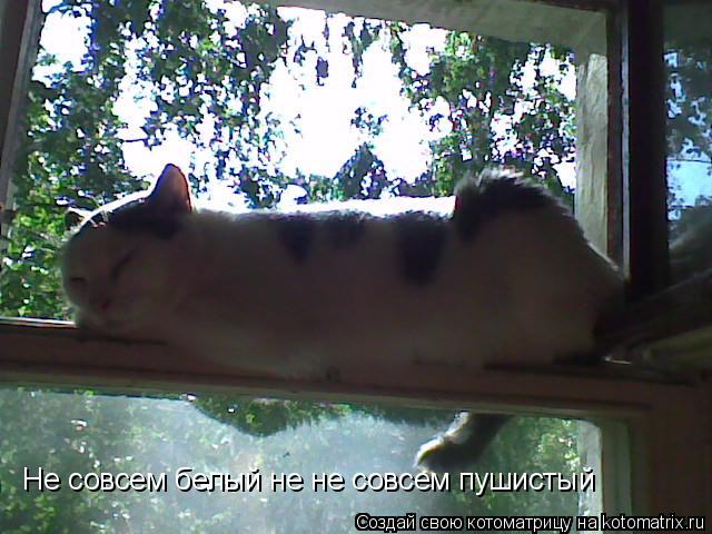 Котоматрица: Не совсем белый не не совсем пушистый