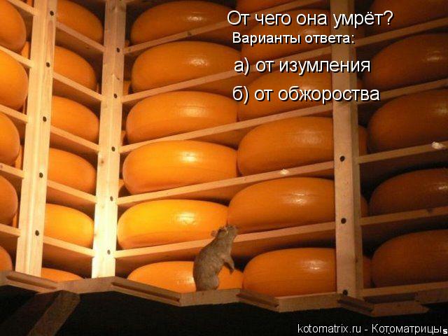 Котоматрица: От чего она умрёт? Варианты ответа: а) от изумления б) от обжороства