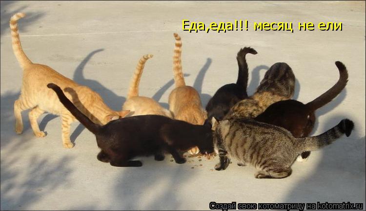 Котоматрица: Еда,еда!!! месяц не ели