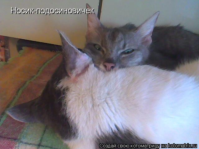 Котоматрица: Носик-подосиновичек