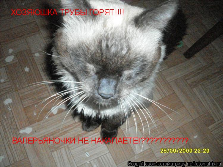 Котоматрица: ХОЗЯЮШКА ТРУБЫ ГОРЯТ!!!! ВАЛЕРЬЯНОЧКИ НЕ НАКАПАЕТЕ!???????????