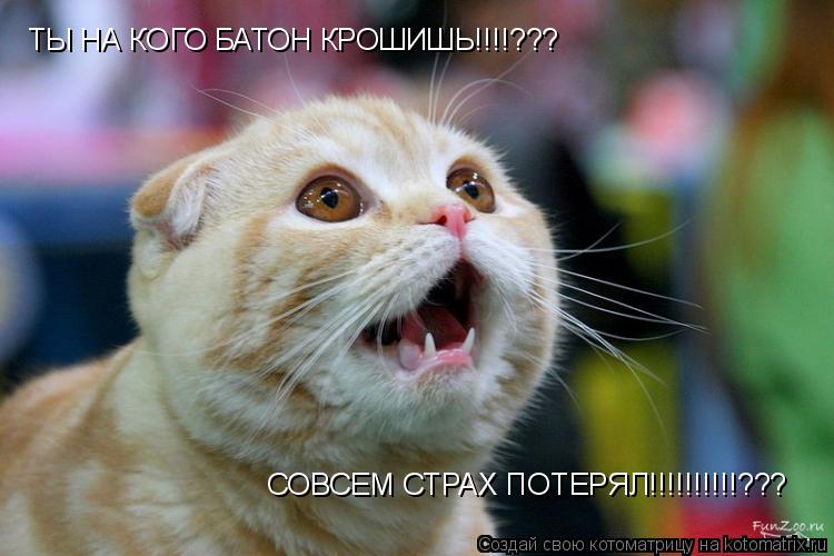 Котоматрица: ТЫ НА КОГО БАТОН КРОШИШЬ!!!!??? СОВСЕМ СТРАХ ПОТЕРЯЛ!!!!!!!!!!???