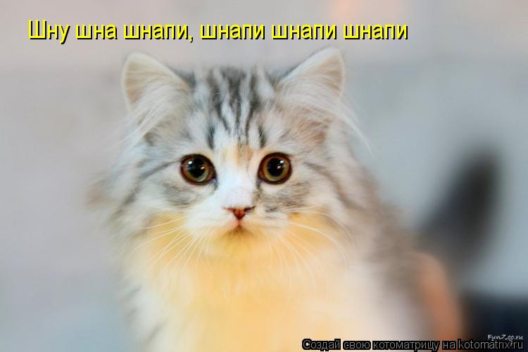 Котоматрица: Шну шна шнапи, шнапи шнапи шнапи