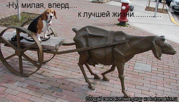 Котоматрица: -Ну, милая, вперд.... к лучшей жизни.............