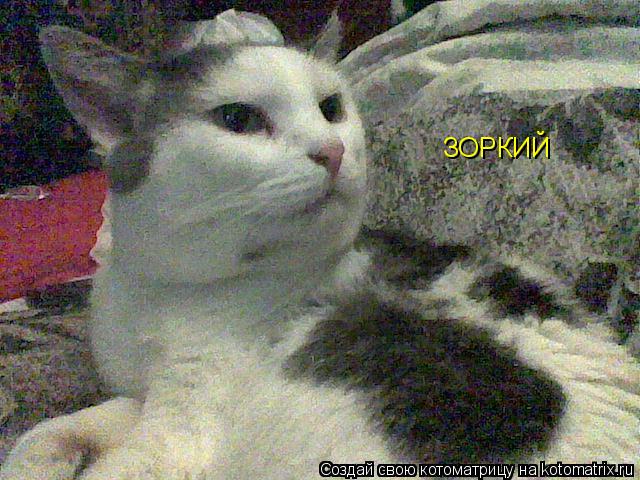 Котоматрица: ЗОРКИЙ