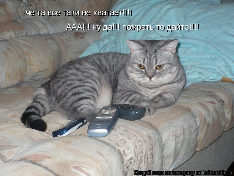 Котоматрица: че та все таки не хватает!!!! ААА!!! ну да!!! пожрать то дайте!!!!