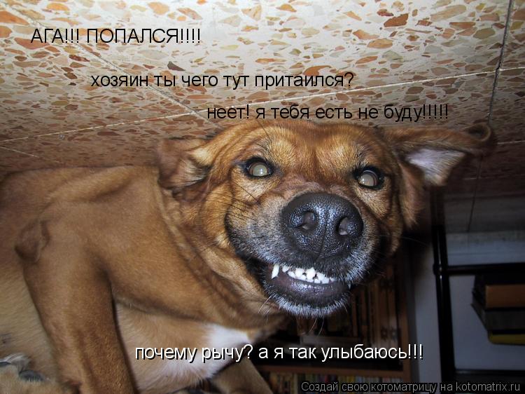 Котоматрица: АГА!!! ПОПАЛСЯ!!!! хозяин ты чего тут притаился? неет! я тебя есть не буду!!!!! почему рычу? а я так улыбаюсь!!!