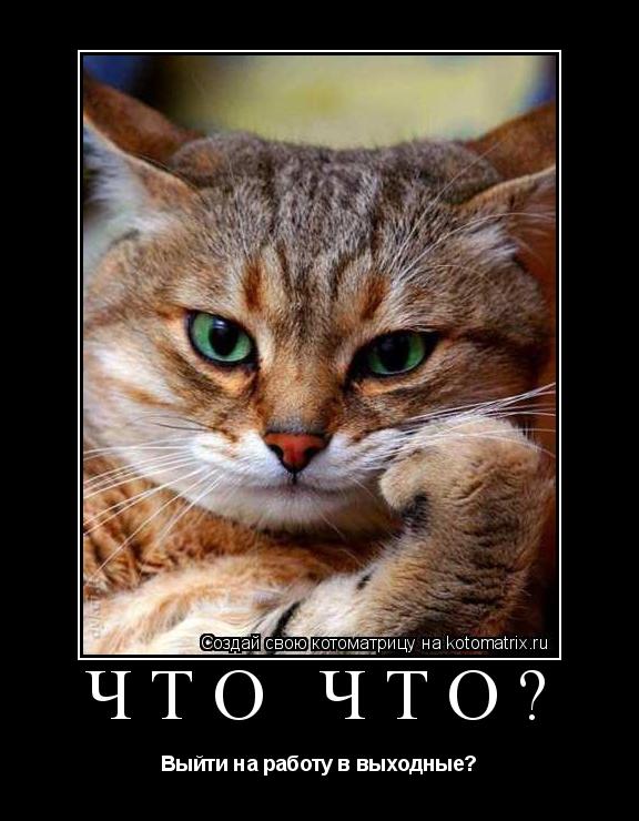 Котоматрица: Что Что? Выйти на работу в выходные?