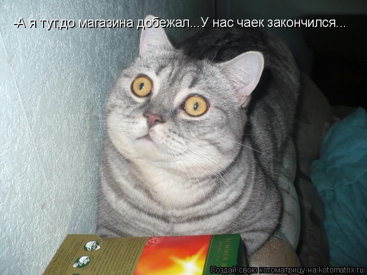 Котоматрица: -А я тут,до магазина добежал...У нас чаек закончился...