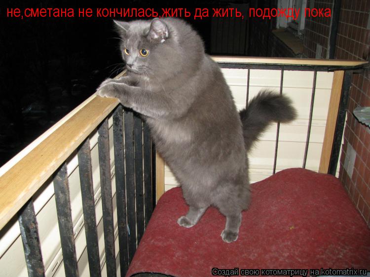 Котоматрица: не,сметана не кончилась,жить да жить, подожду пока