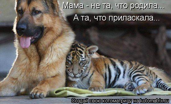 Мама - не та, что родила... А та, что приласкала...... Котоматрица: Мама - не та, что родила... А та, что приласкала...