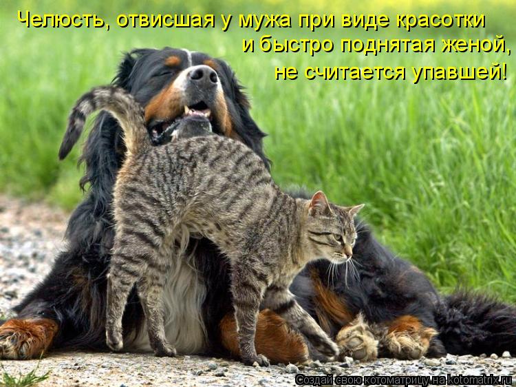 Челюсть, отвисшая у мужа при виде красотки и быстро поднятая женой, не считается упавшей!... Котоматрица: Челюсть, отвисшая у мужа при виде красотки и быстро поднятая женой, не считается упавшей!