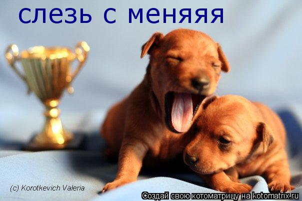 Котоматрица: слезь с меняяя