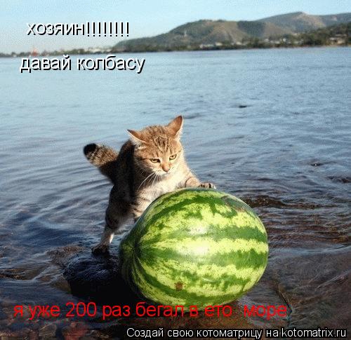 Котоматрица: хозяин !!!!!!!! давай колбасу я уже 200 раз бегал в ето  море