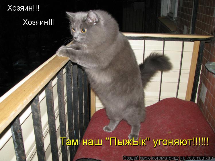 Котоматрица: Хозяин!!! Хозяин!!! Там наш "ПыжЫк" угоняют!!!!!!