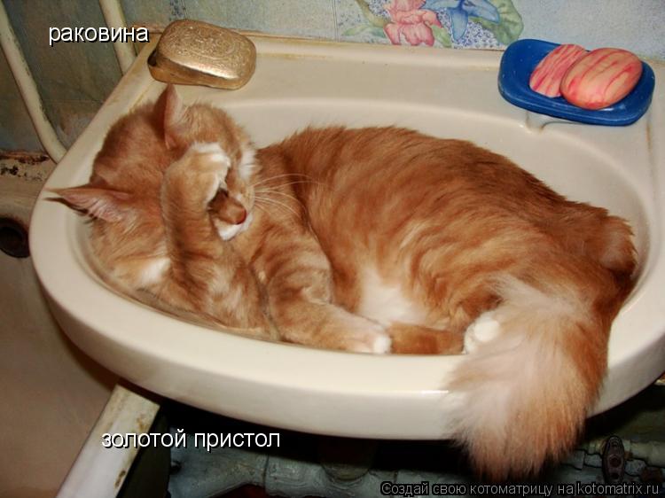Котоматрица: раковина золотой пристол