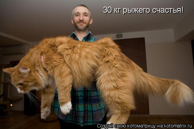 Котоматрица: 30 кг рыжего счастья!