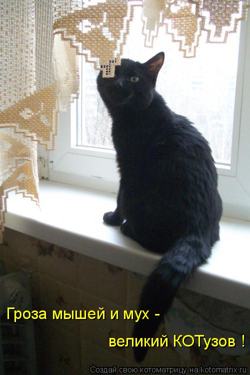 Котоматрица: Гроза мышей и мух - великий КОТузов !