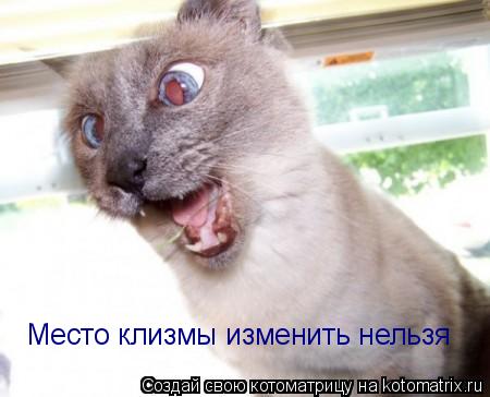 Котоматрица: Место клизмы изменить нельзя