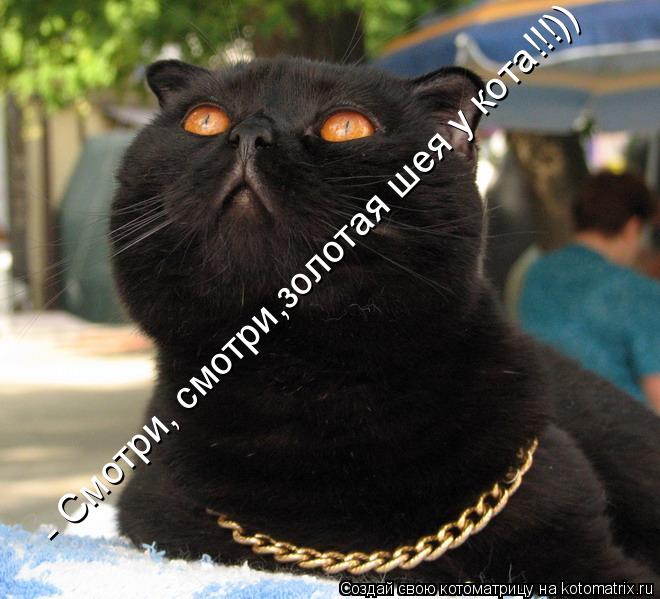 - Смотри, смотри,золотая шея у кота!!!))... Котоматрица: - Смотри, смотри,золотая шея у кота!!!))