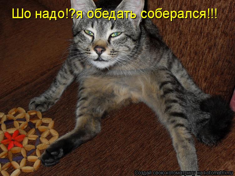 Шо надо!?я обедать соберался!!!... Котоматрица: Шо надо!?я обедать соберался!!!