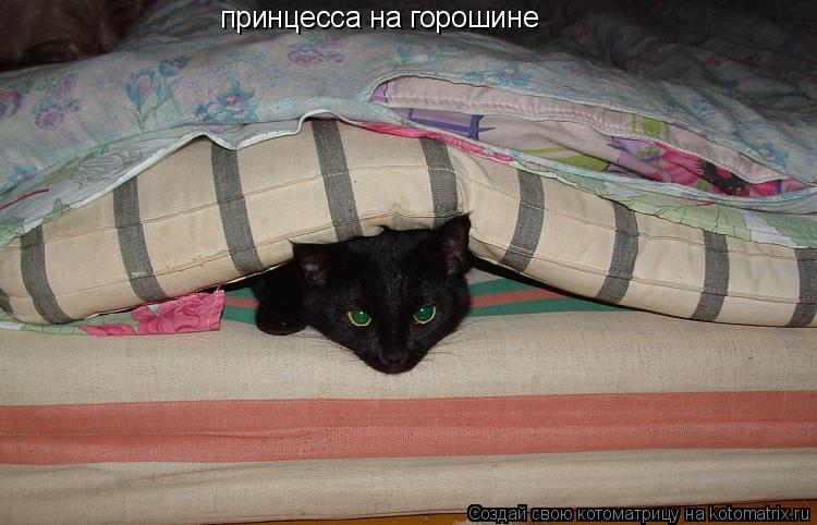 Котоматрица: принцесса на горошине