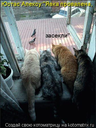 Котоматрица: Юстас Алексу:"Явка провалена, засекли"