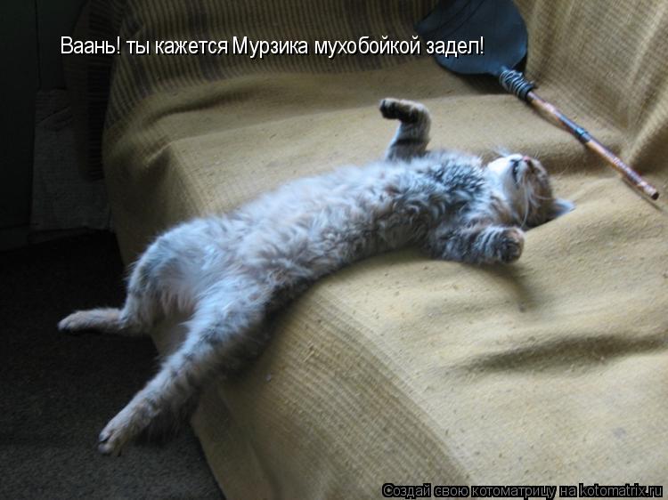 Котоматрица: Ваань! ты кажется Мурзика мухобойкой задел!