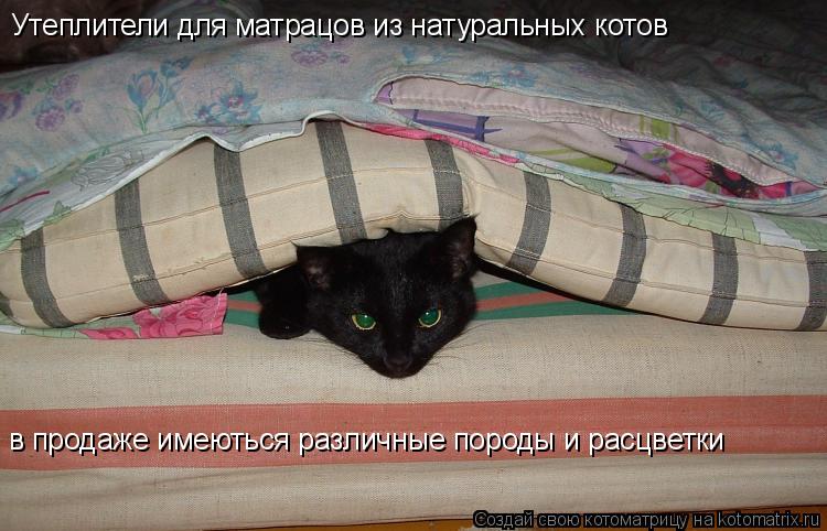Котоматрица: Утеплители для матрацов из натуральных котов в продаже имеються различные породы и расцветки