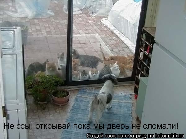 Котоматрица: Не ссы! открывай пока мы дверь не сломали!