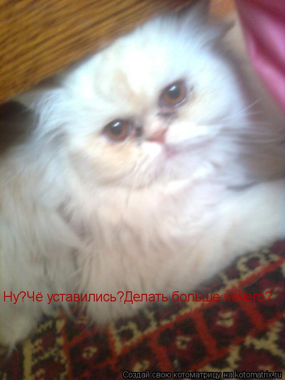 Котоматрица: Ну?Чё уставились?Делать больше нечего?