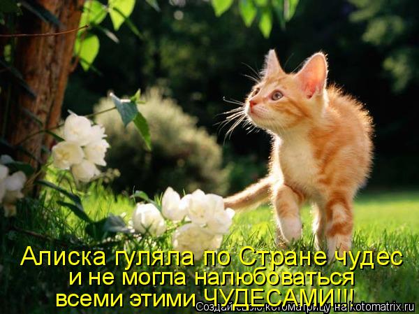 Алиска гуляла по Стране чудес и не могла налюбоваться всеми этими ЧУДЕСАМИ!!!... Котоматрица: Алиска гуляла по Стране чудес и не могла налюбоваться всеми этими ЧУДЕСАМИ!!!