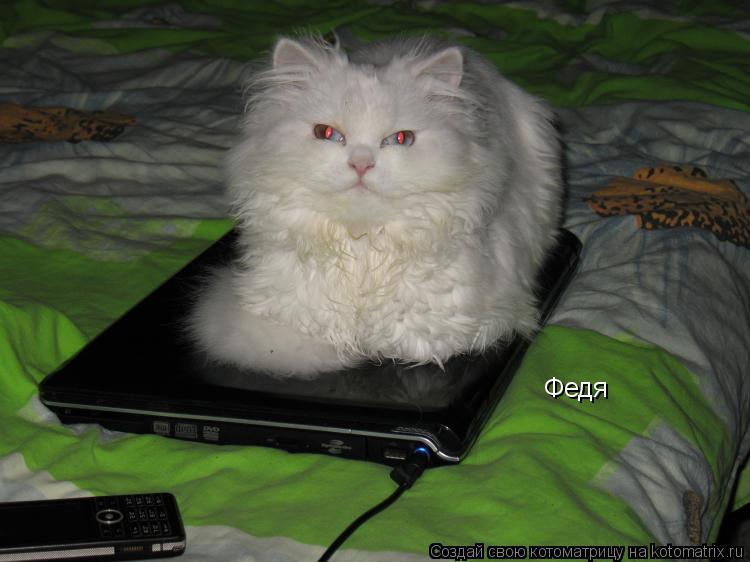 Котоматрица: Федя